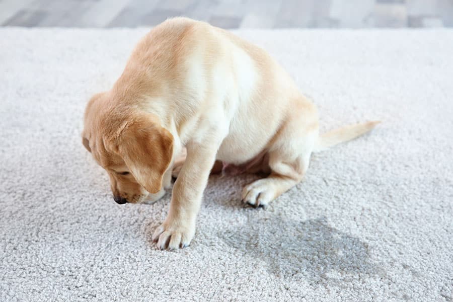 Sad puppy next to accident on carpet